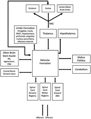 Emotional state as a modulator of autonomic and somatic nervous system activity in postural control: a review